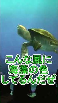 A Random Kid Crashed the Show [Turtle Talk] Tokyo DisneySea
