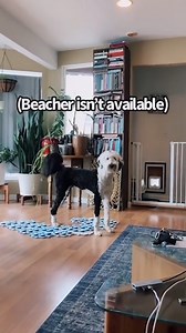 Conversations with Bunny! | Whataboutbunny