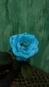 Turn a White Rose Into Any Color – This Viral Trick SHOCKED Everyone!"