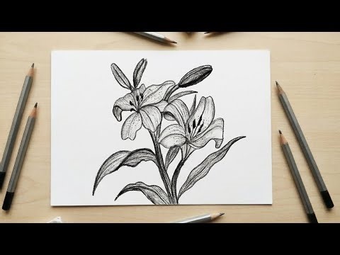 Botanical Art Study: Sketching Lilies with Realistic Shading