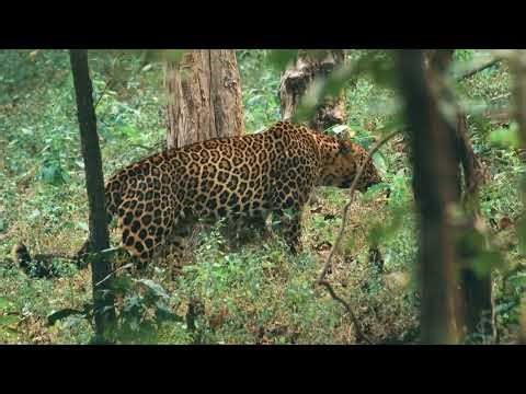 “Eye Relief Nature Video 🌿 Relaxing Scenery for Stress Relief, Sleep & Peaceful Mind”