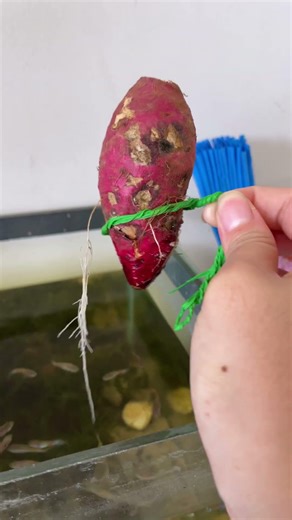 Trồng khoai lang thuỷ sinh trong hồ cá và kết quả sau 7 ngày trồng khoai #tranfish #pet #fishing
