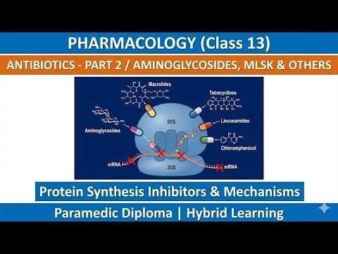 Antibiotics-2/Aminoglycosides, MLSK & Others| Pharmacology (13th Class)| Paramedic Diploma| Hybrid