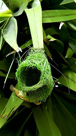 Amazing Golden Bird Build New Home Bird Constructions 409#viralshort #nature