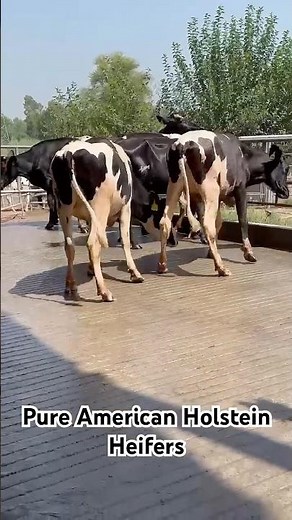 Pure American Holstein Heifers | Ready for Insemination #youtubeshorts #shorts #cow #dairyfarm