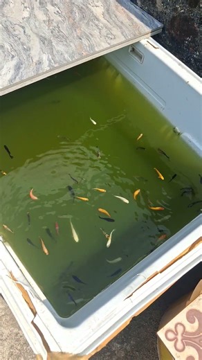 fridge box தாமரை pond setup update fish tank gourami guppy #shortvideo #tamil #fyp #viral #guppyfish