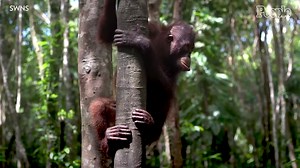 Orangutan Wears Dropped Sunglasses