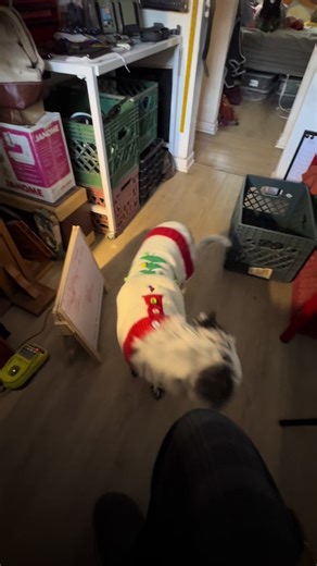 Pack dynamics. It’s hard to work out the dynamics of three separate beings sharing the same living space. Things are settling in nicely though. #pack #dog #dogsoftiktok #puppy #puppydog