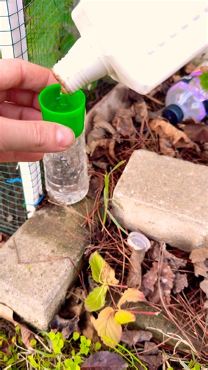 Ahududulara Bitki Besini Verme P4 #raspberry#harvest#4k#nature#fruit@ahmetmece1091@RENKLERVEZEVKLER