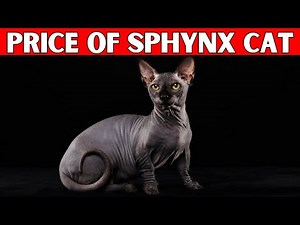 Price of Sphynx Cat | How Much is a Sphynx Cat?