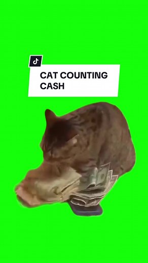 Cat Counting Cash: Memes and Green Screen Fun