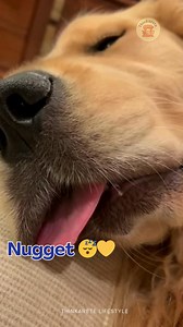 My Elite Protection Team 😴💀🐶 They say dogs take turns watching over you while you sleep… Meanwhile Nugget and Meatball: completely OFFLINE 😂💛 I love these two little bodyguards. #goldenretriever #bulldoglife #funnydogs #dogsoftiktok #derpydog #sleepydog #fyp #viralreels #northerndogs #dogmomlife #petparents #funnyreels #doglover #goldensofinstagram #bulldoglove | Thinkarete lifestyle