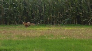 Bicester Hunt - Tuesday 3rd October - Hellidon Two of our sabs and a monitor from Grafton Hunt Watch kept a close eye on the Bicester Hunt as they stayed out cub hunting for 5 hours on Tuesday. We kept the huntsman moving all day. During the last hour sabs saw at least three foxes running from the hunt. We helped all of them escape safely despite aggression from the hunt. The hunt claimed they were following trails however why would the huntsman repeatedly put the hounds in to maize crops that w