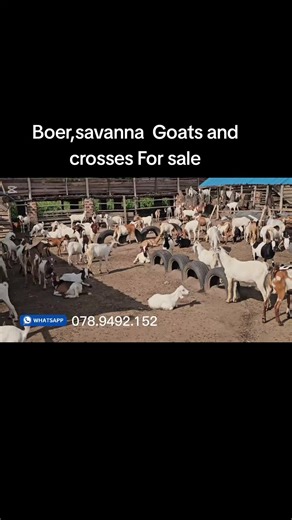 Secrets to Thriving Goat Farming in Uganda