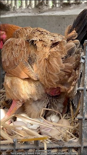 Does A Hen Feel Pain While Laying An Egg?