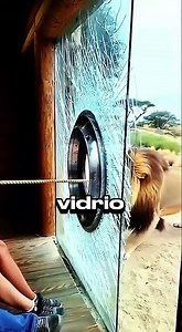 El momento más aterrador en un safari