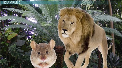 Main Idea and Supporting Details | Definition & Examples