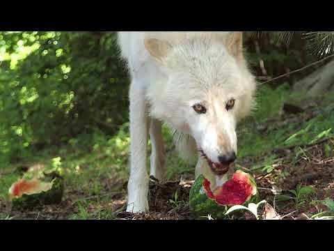 Watermelon-Loving Wolves!