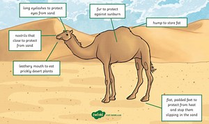 Unit 2: Biodiversity