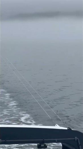 3 Ferries. One Fog. A Perfect Crossing 🌫️🚢 #shorts #ferry #fog