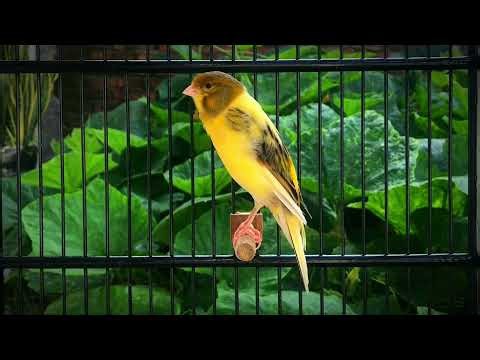 Super Loud Belgian Canary Singing‼️ The Best Canary Training🐦