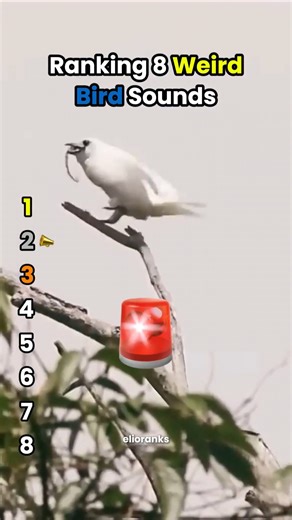Ranking 8 WEIRD BIRD SOUNDS