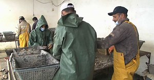 Oualidia produit les meilleures huîtres du Maroc | Africanews