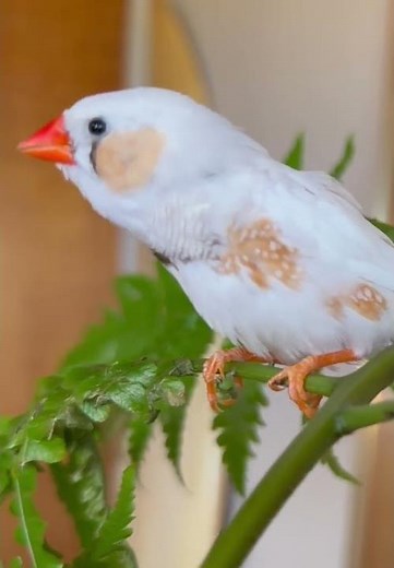 Zebra Finch Singing A Song 🎶 #zebrafinch #finchsounds #zebrafinchsounds #birdsong #finchsong
