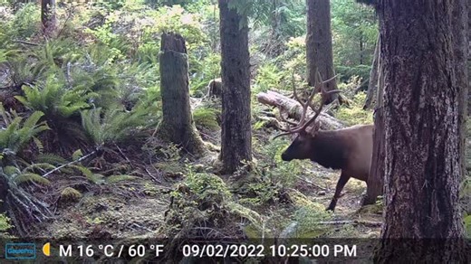 Managed to gram a #trailcamera yesterday. I haven’t had a camera that beats the @gardeprocameras yet. Clarity, audio, night vision, price. Full on bout as good as it gets to date. There’s a \u0010 savings code for them on Howtohunt.com if interested. #gamecamera #rooseveltelk #elk #vancouverisland #elkhunting #howtohunt #hunting | Proguide66, Steve Isdahl