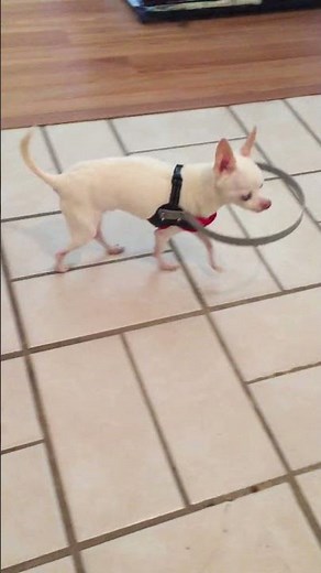 Bumper Buddy in action!