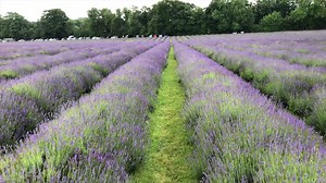 Believe it or not, this lavender field is in London! 😯 http://bit.ly/2NNqNSg | Londonist