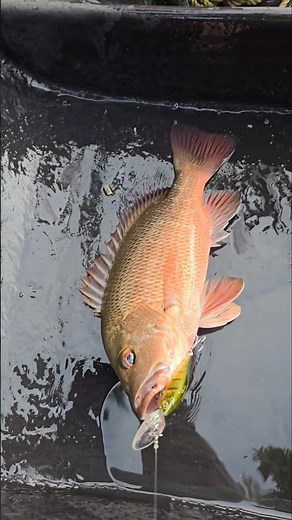 mangrove jack fishing,