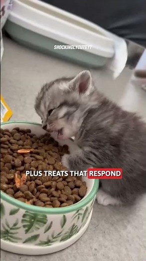 Train Your Kitten BEFORE 1 Year or Regret It! 😾‼️ #cat #shorts
