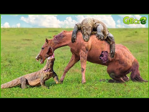 30 Dangerous Moments Of Wild Horses Confronting Predators In The Wild | Animal Fight