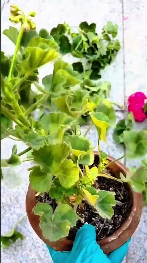Pruning Geranium plant #pruning