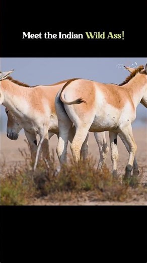 Meet the Indian Wild Ass – Found Only in India! 🇮🇳 #wildlife #nature