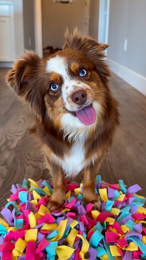 Easy enrichment idea for your dog 😋 #openfarmpartner This DIY Snuffle Mat is so fun and easy to make! What you’ll need: Sink mat Fleece fabric Scissors Food or Treats (we used @openfarmpet ) Cut fabric into strips about 6 inches long and 1 inch wide. Tie strips through holes of sink mat and double knot. Fill with food or treats, and watch your dog stimulate their nose and mind. #dog #dogsofinstagram #dogreels #australianshepherd #doglife | Ember Toy Aussie