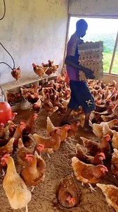 127K views · 1.1K reactions | Dear egg producers practicing deep litter housing system. We recommend that the depth of your nest boxes should be up to 6 inches to reduce egg breakages. Additionally, it’s advisable to remove brooding hens to allow serious layers to access the nest boxes. | Poultrycare.ng | Facebook