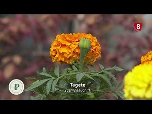 Conocemos el Tagete, sus cuidados y las caracteristicas