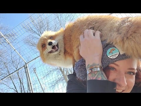 Finnegan Fox Friday! Episode #18