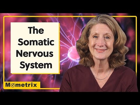 The Somatic Nervous System: An Overview of the SNS
