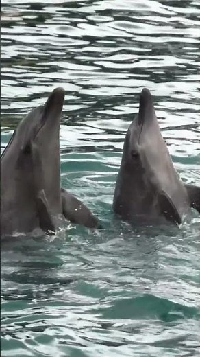 Two dolphins dance, balancing on their tails above the water. #shorts #dolphins #ocean
