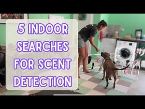 5 Fun & Easy Scent Work Set Ups - Beginner interior searches for scent detection training
