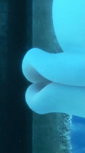 Dory Asks Destiny For Help From The Pipes | Bailey Uses Echolocation - Finding Dory Scene 60