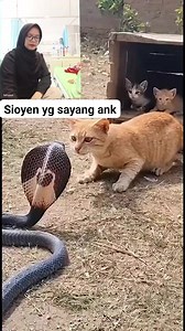 Sioyen yg sayang ank #ular #catlovers #kucing #ularcobra | Rdhy JayaVlog