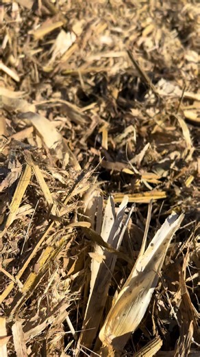 Claas Jaguar: Powerful Performance in Agriculture