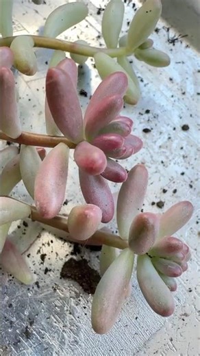 🌿From Dense Planting to Cascading Waterfall — Sedum Aurora Magic #plants #succulent #indoorplants