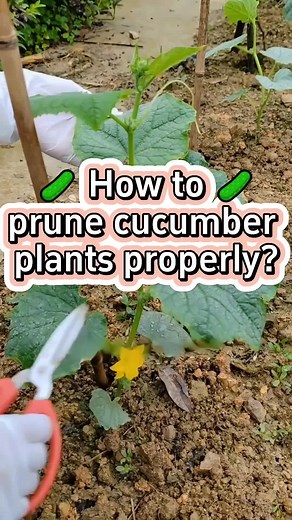 Pruning Cucumber Plants: Top Tips for a Bountiful Harvest