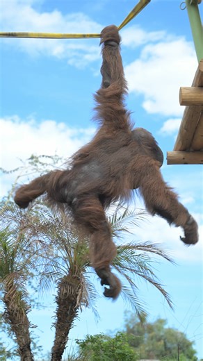 Oooooh, this is nice!! The orangutan habitats received a big upgrade this summer! Rayma and Wgasa spent this week exploring every inch of the upgraded space, featuring more climbing structures, ropes and hammocks. Thank you to our operations team for making the upgrade possible! Michael and Bess will remain in the day room on the left side as Michael continues to heal from the surgery 🧡 | Phoenix Zoo