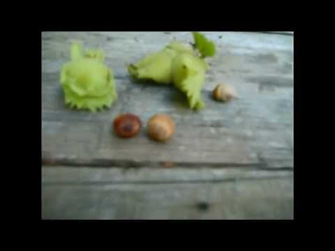 Hazelnuts. How to harvest before the critters do. Wild Edibles.
